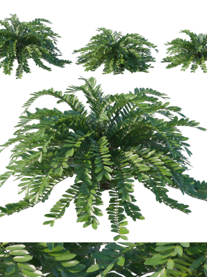 Zamia Furfuracea