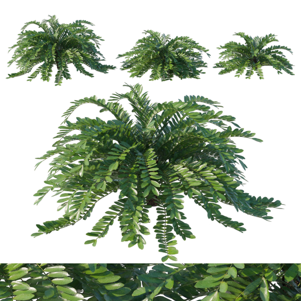 Zamia Furfuracea
