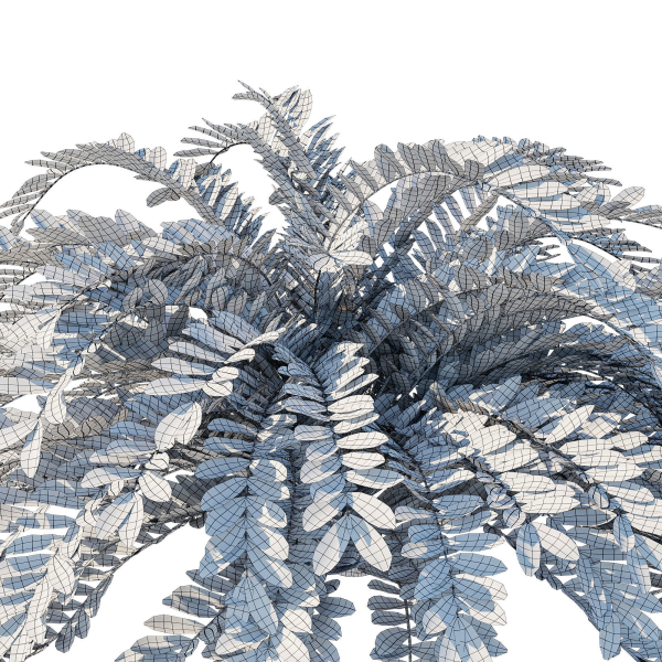 Zamia Furfuracea