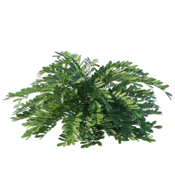 Zamia Furfuracea