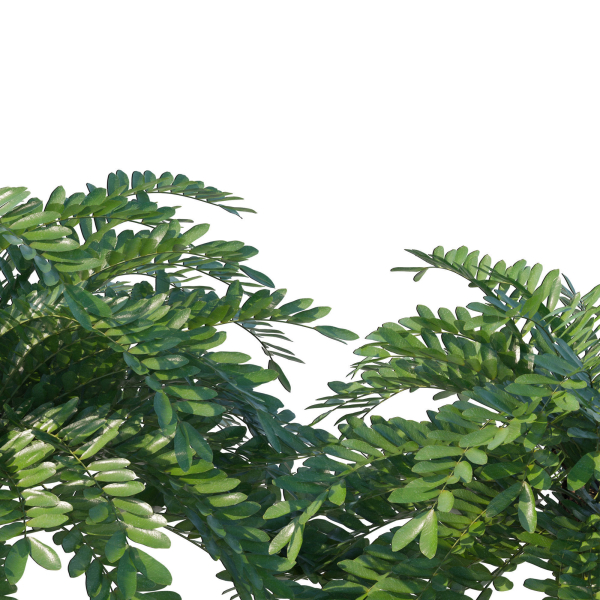 Zamia Furfuracea
